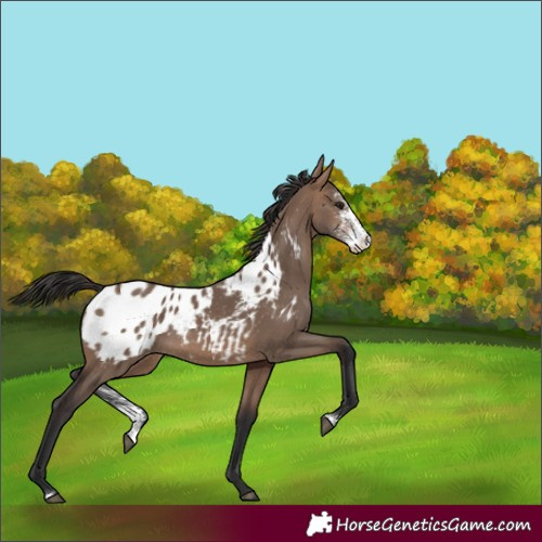 Horse Color:Brown Dun Sabino Appaloosa