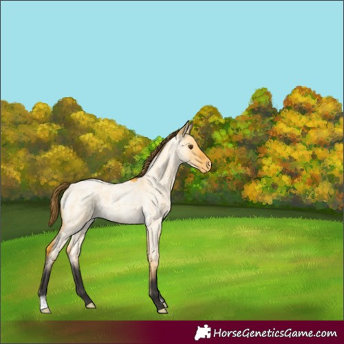 Horse Color:Buckskin Roan Dun Appaloosa