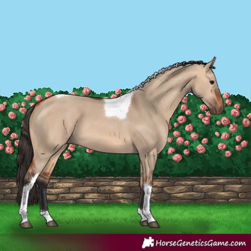 Horse Color:Bay Dun Tobiano