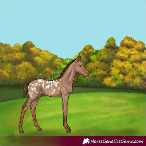 Horse Color:Red Dun Appaloosa Rabicano 