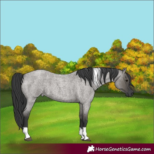 Horse Color:Grullo Roan Tobiano 