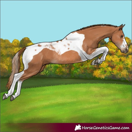 Horse Color:Chestnut Tobiano Rabicano