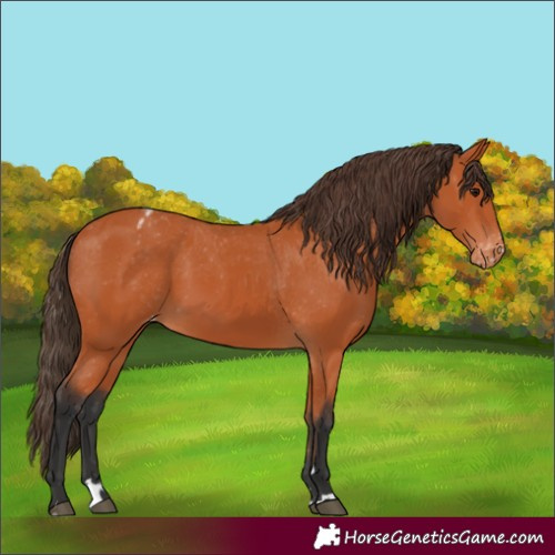 Horse Color:Bay Appaloosa