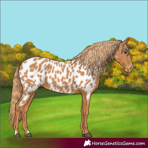 Horse Color:Chestnut Appaloosa 