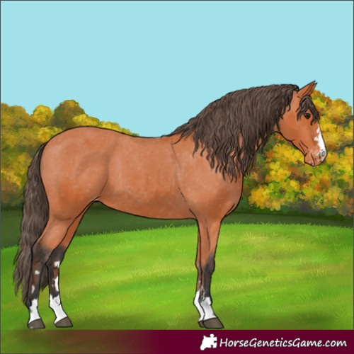 Horse Color:Bay Appaloosa 