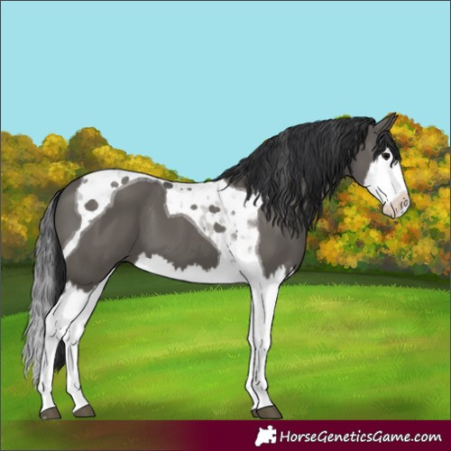 Horse Color:Grullo Splash Tobiano 
