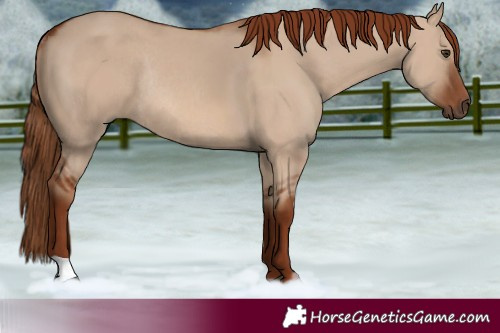 Horse Color:Red Dun Rabicano 
