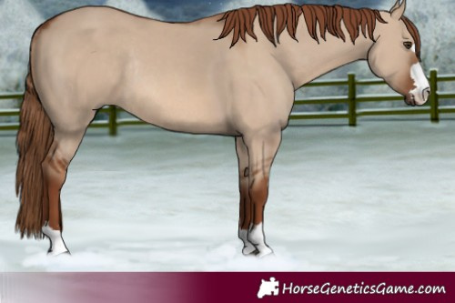 Horse Color:Red Dun Rabicano
