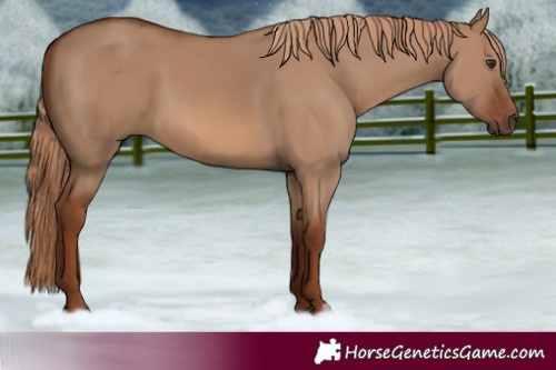 Horse Color:Red Dun Rabicano 