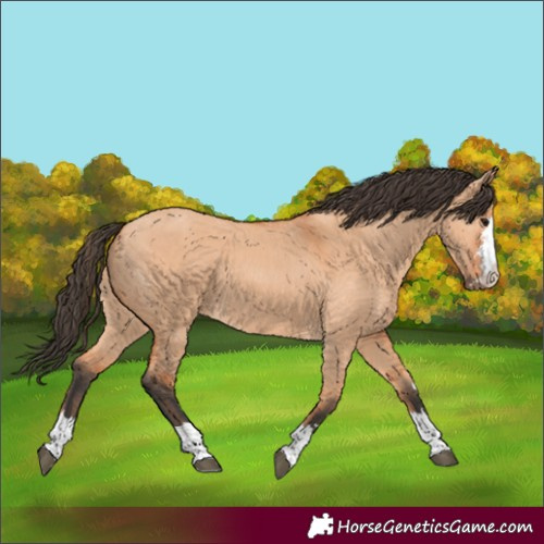 Horse Color:Bay Dun 