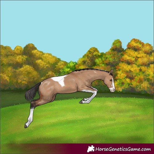 Horse Color:Bay Dun Sabino Splash Tobiano Rabicano