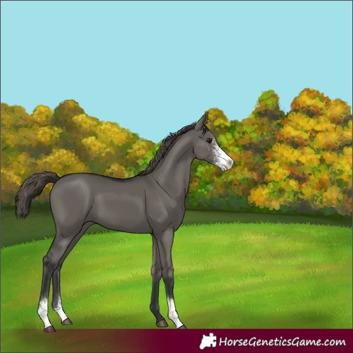 Horse Color:Grullo Sabino Appaloosa