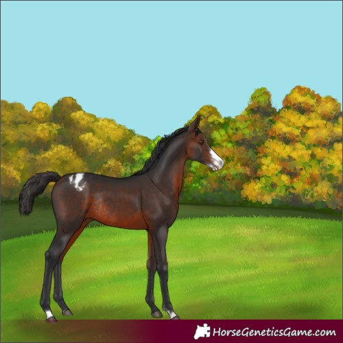 Horse Color:Brown Sabino Appaloosa Rabicano