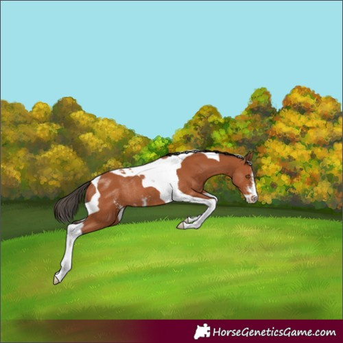 Horse Color:Bay Sabino Tobiano Rabicano 