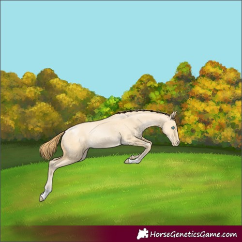Horse Color:Buckskin Pearl Dun Rabicano 