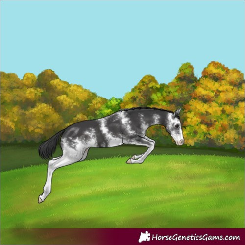 Horse Color:Black Sabino