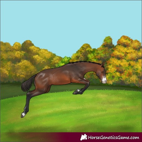 Horse Color:Bay Sabino Rabicano 