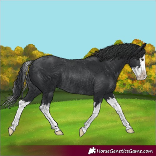 Horse Color:Black Splash Rabicano 