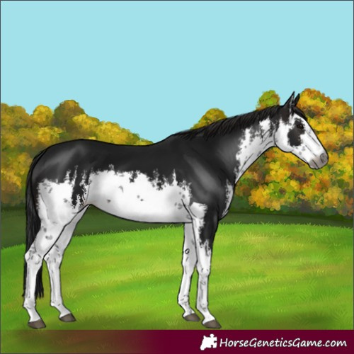 Horse Color:Gray White Spotted Brown