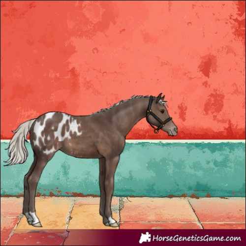 Horse Color:Silver Black Blanket 