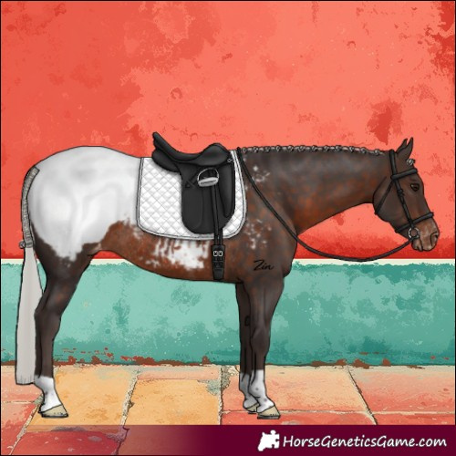 Horse Color:Silver Brown Snowcap Rabicano 