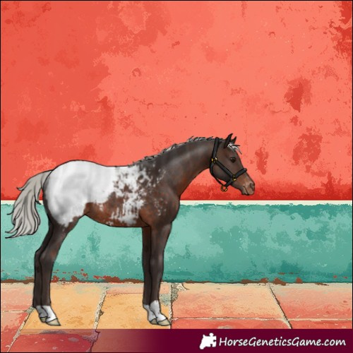 Horse Color:Silver Brown Appaloosa Rabicano 