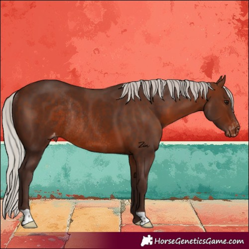 Horse Color:Silver Brown Varnish Rabicano 