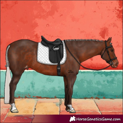 Horse Color:Silver Brown Varnish Rabicano