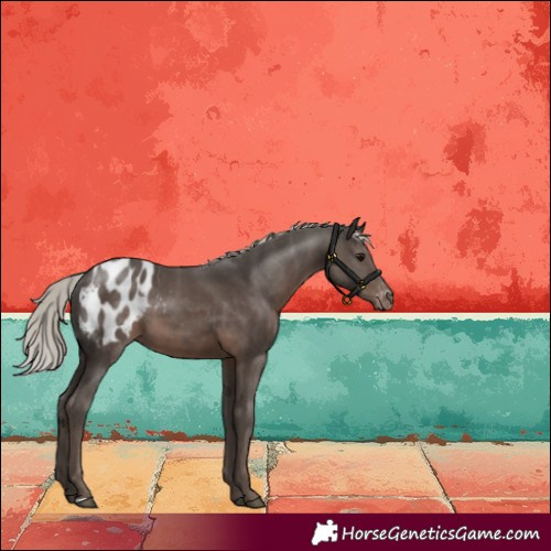 Horse Color:Silver Black Appaloosa 