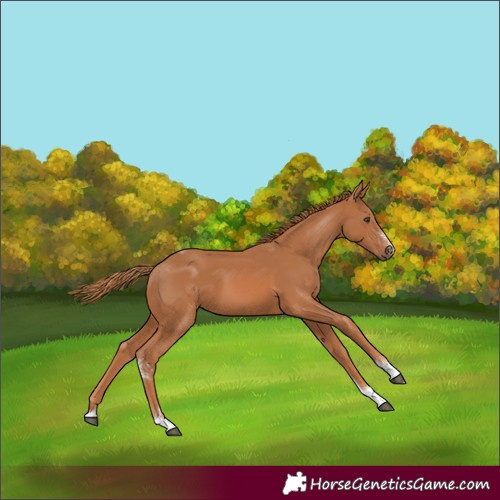 Horse Color:Chestnut Sabino Tobiano