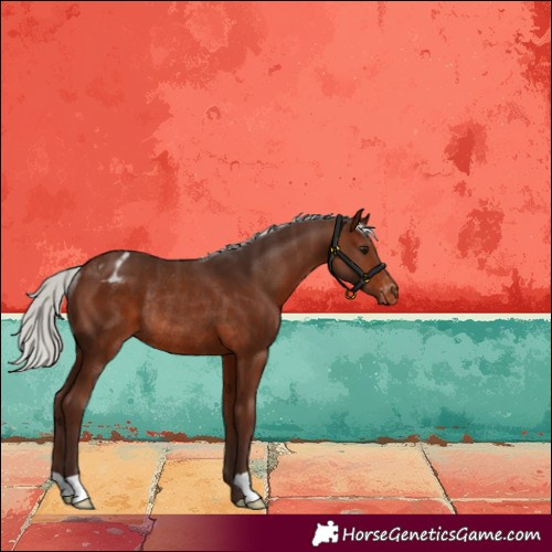Horse Color:Silver Brown Appaloosa Rabicano 