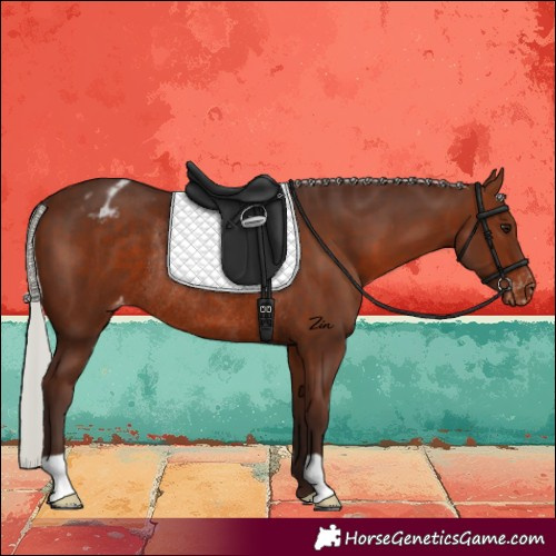 Horse Color:Silver Brown Varnish Rabicano 