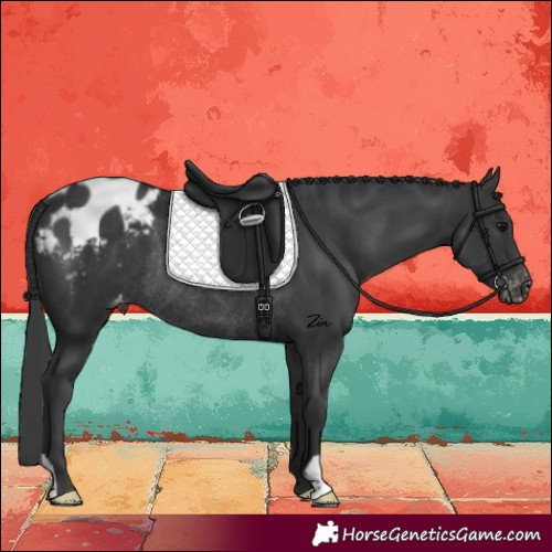 Horse Color:Black Blanket Rabicano 