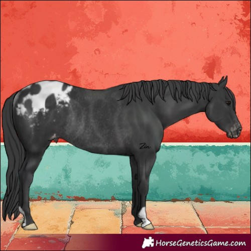 Horse Color:Black Blanket Rabicano