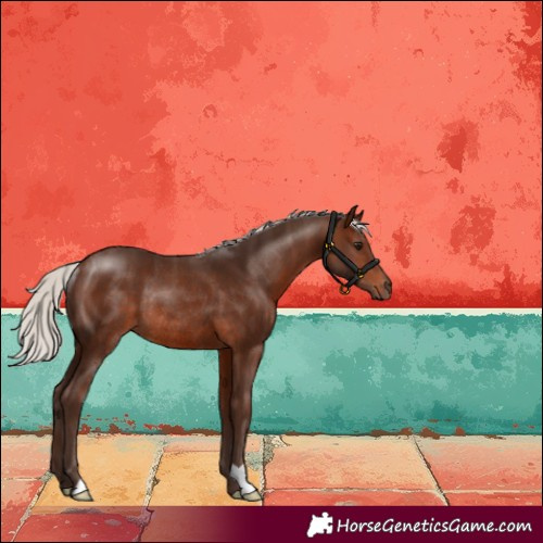 Horse Color:Silver Brown Rabicano 