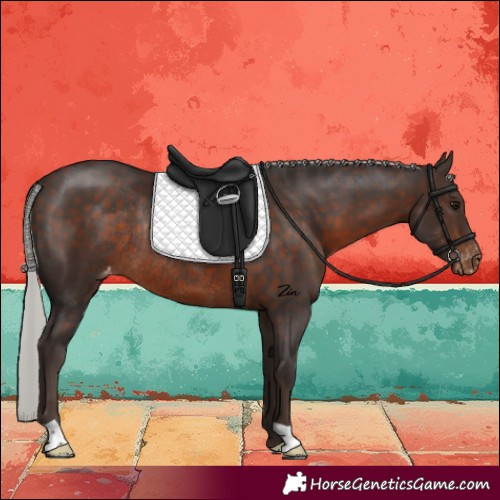 Horse Color:Silver Brown Varnish Rabicano 