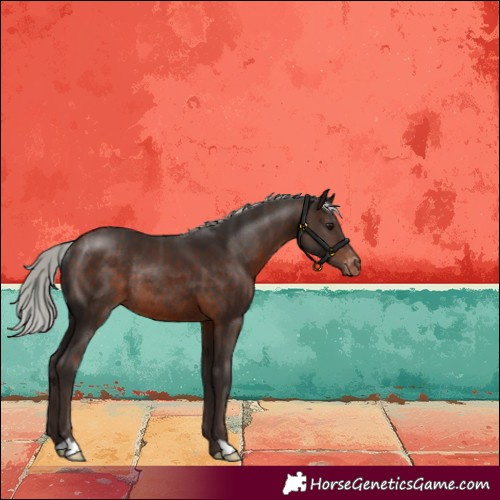 Horse Color:Silver Brown Appaloosa Rabicano