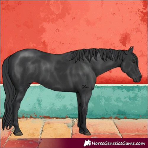 Horse Color:Black Rabicano 