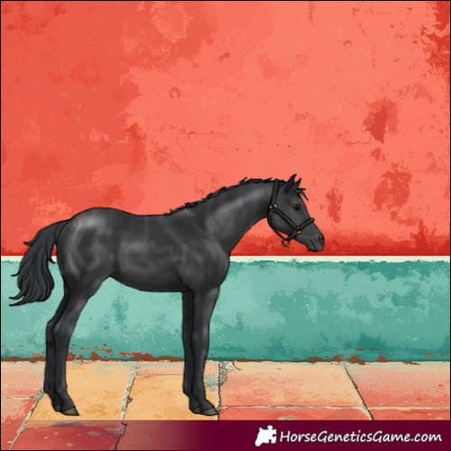Horse Color:Black Rabicano