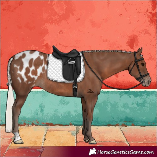 Horse Color:Silver Black Blanket Rabicano 
