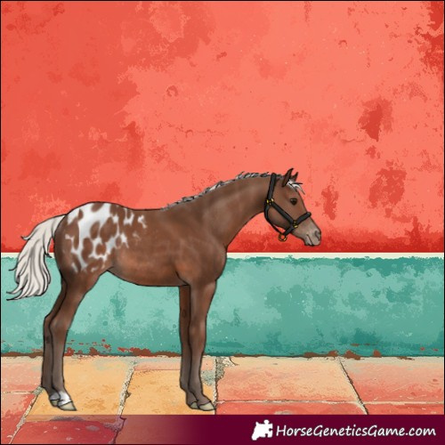 Horse Color:Silver Black Appaloosa Rabicano 