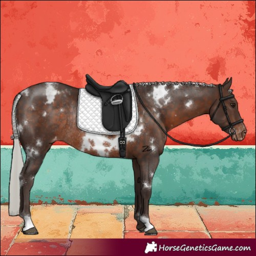 Horse Color:White Spotted Silver Brown Varnish Rabicano 