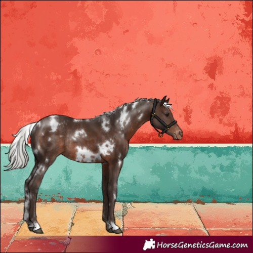 Horse Color:White Spotted Silver Brown Appaloosa Rabicano 