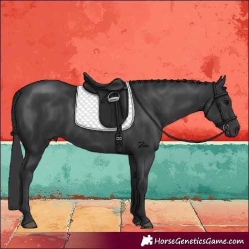 Horse Color:Black 