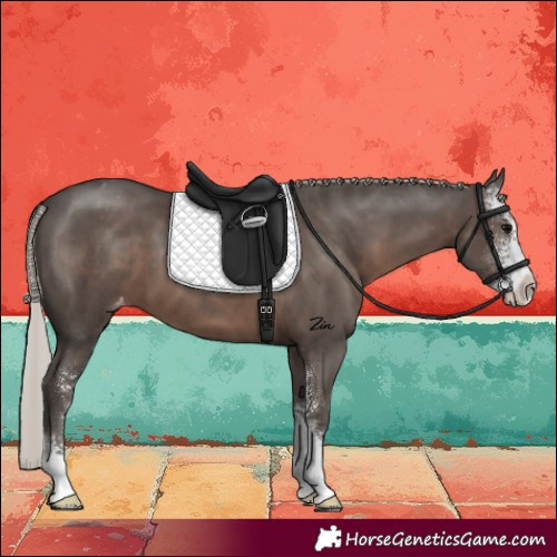 Horse Color:Silver Black Sabino Varnish 
