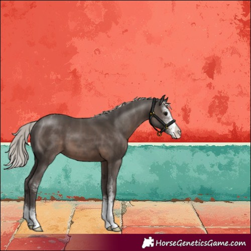 Horse Color:Silver Black Sabino Appaloosa