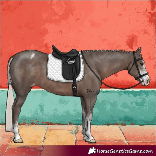 Horse Color:Silver Black Sabino Varnish