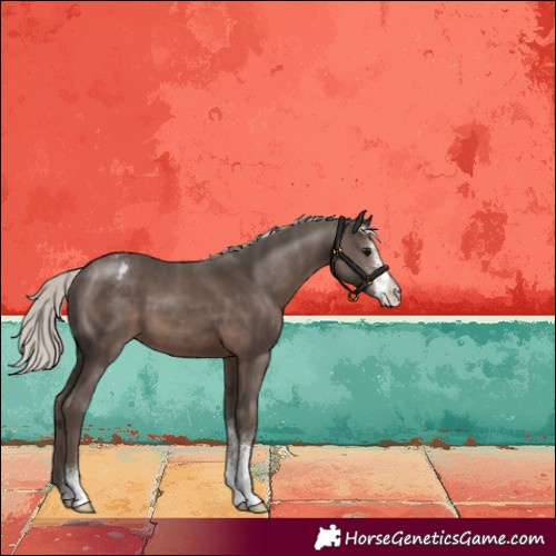 Horse Color:Silver Black Sabino Appaloosa