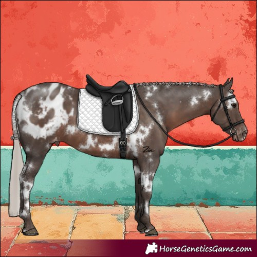 Horse Color:White Spotted Silver Black Blanket