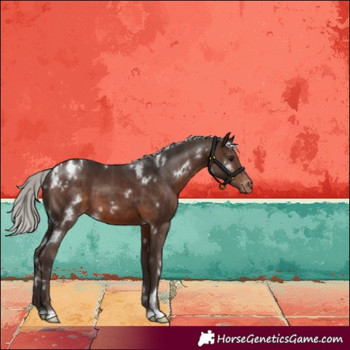 Horse Color:White Spotted Silver Brown Appaloosa 